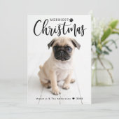 クリスメリースマスレッドバッファロープレイドペット写真 シーズンカード (スタンド正面)