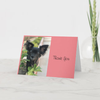 クリッターシッターLVラグーナ カード