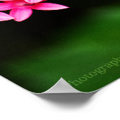 クリッパーオンペンタス1プリント ポスター (角)