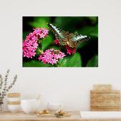 クリッパーオンペンタス1プリント ポスター (キッチン)