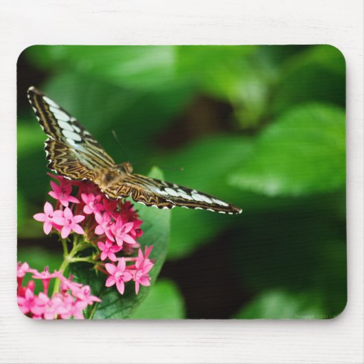 クリッパーオンペンタス2マウスパッド マウスパッド (正面)