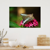 クリッパーオンペンタス3プリント ポスター (キッチン)