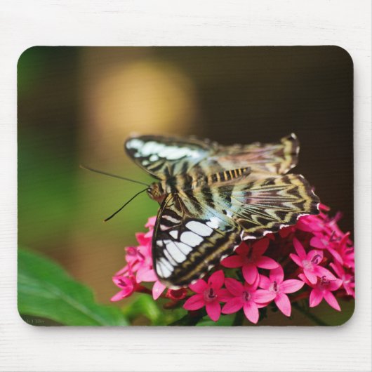 クリッパーオンペンタス3マウスパッド マウスパッド (正面)