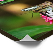 クリッパーオンペンタス(ポートレート)プリント ポスター (角)