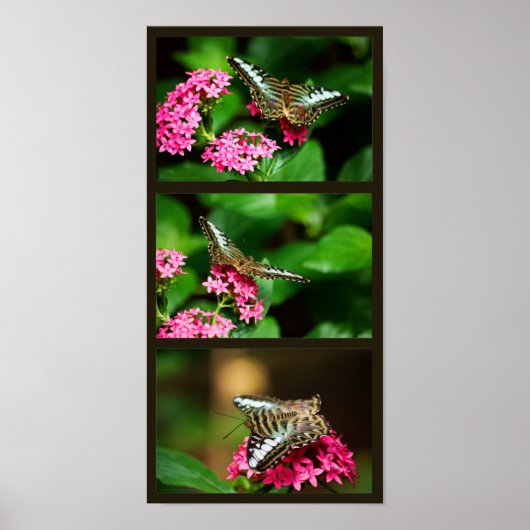 クリッパーオンペンタス(ポートレート)プリント ポスター (正面)