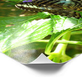 クリッパーバタフライ フォトプリント            (角)