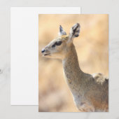 クリップスプリンガーアンテロープ シーズンカード (正面/裏面)