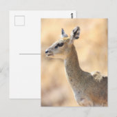 クリップスプリンガーアンテロープ ポストカード (正面/裏面)