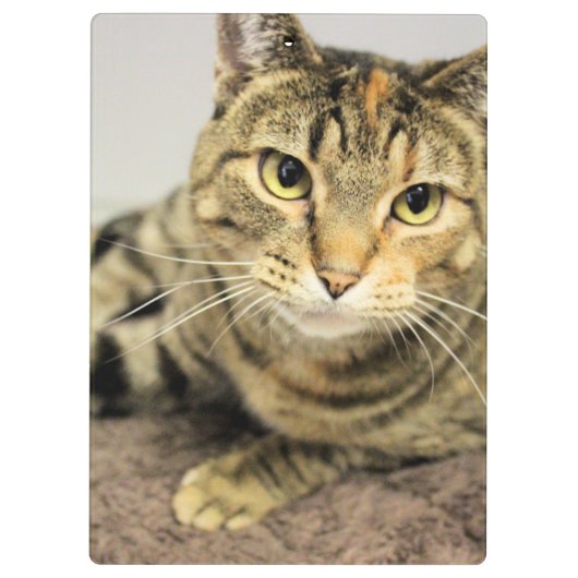 クリップボード (裏面)