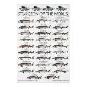 クリップボード-パドレフィッシュの部族とスタージョンのポスター ミニクリップボード (裏面)