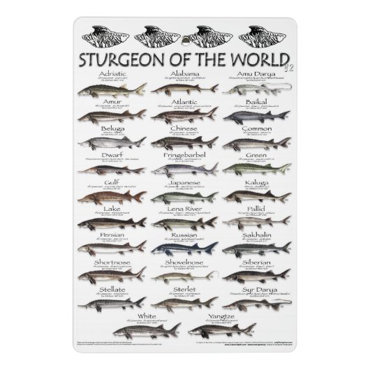 クリップボード-パドレフィッシュの部族とスタージョンのポスター ミニクリップボード (裏面)