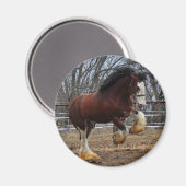 クリデザールスタッド子馬ランニングズ マグネット (正面/裏面)