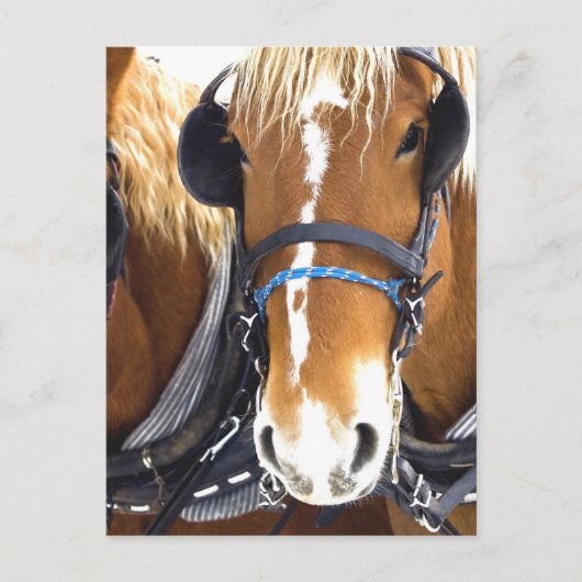 クリデスデ荷車を引くール馬絵はがき ポストカード (正面)