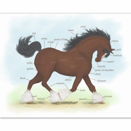 クリデデール馬の教育ウマ科の解剖図 シール (正面)