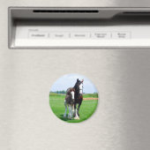 クリデールとフィリー磁石 マグネット (インサイチュ (食洗機))