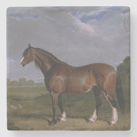 クリデール・スタリオン（サラブレッド・ホース）（動物） ストーンコースター (正面)