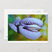 クリトリア ポストカード (正面/裏面)