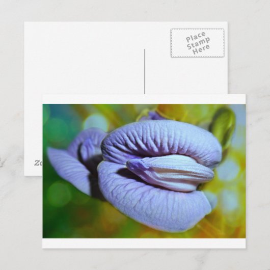 クリトリア ポストカード (正面/裏面)