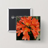 クリビアミニアタ-オレンジの美しい花 缶バッジ (正面&裏面)