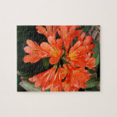 クリビアミニアタ – ザオレンジ色の美しい花 ジグソーパズル (横)