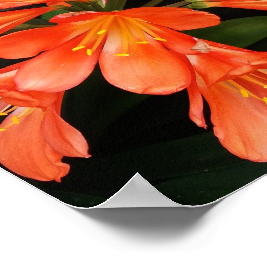 クリビアミニアタ – ザオレンジ色の美しい花 ポスター (角)