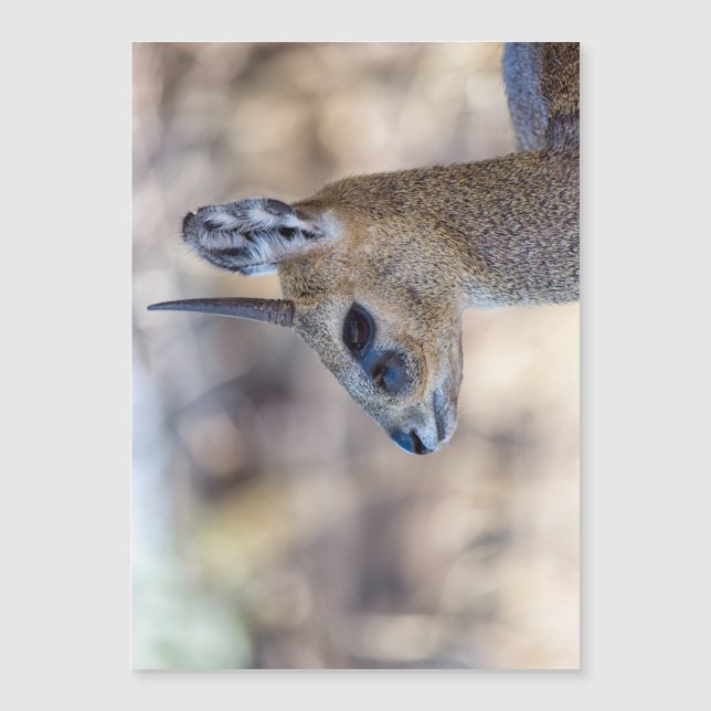 クリプスリンガーポートレート (正面)