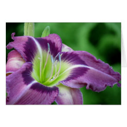 クリプトンの中心-ワスレグサ