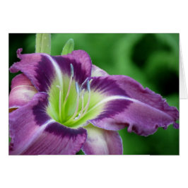 クリプトンの中心-ワスレグサ