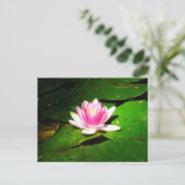 クリミア植物園の睡蓮 ポストカード (スタンド正面)