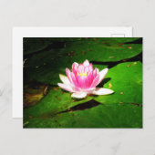 クリミア植物園の睡蓮 ポストカード (正面/裏面)