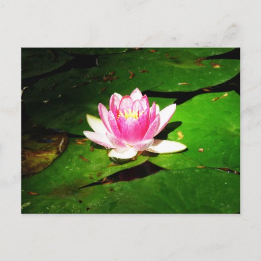 クリミア植物園の睡蓮 ポストカード (正面)