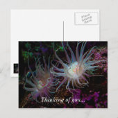 クリムゾンアネモン ポストカード (正面/裏面)