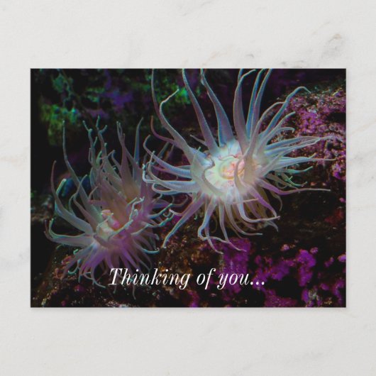 クリムゾンアネモン ポストカード (正面)