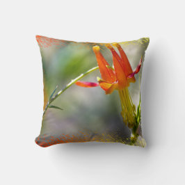クリムゾンオダマキ（植物）フレーミングエッジ クッション