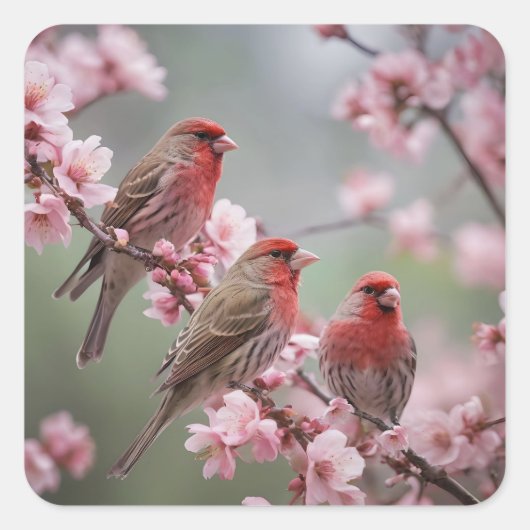 "クリムゾントリオ:ピンクの開花の中の赤いフィンチ" スクエアシール (正面)