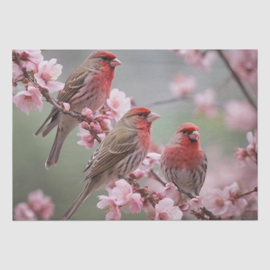 "クリムゾントリオ：ピンクの開花の中の赤いフィンチ" 薄葉紙 (正面)