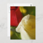 『クリムゾン・アンド・クリーム』はがき ポストカード (正面/裏面)