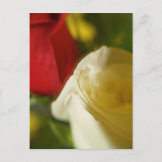 『クリムゾン・アンド・クリーム』はがき ポストカード (正面)