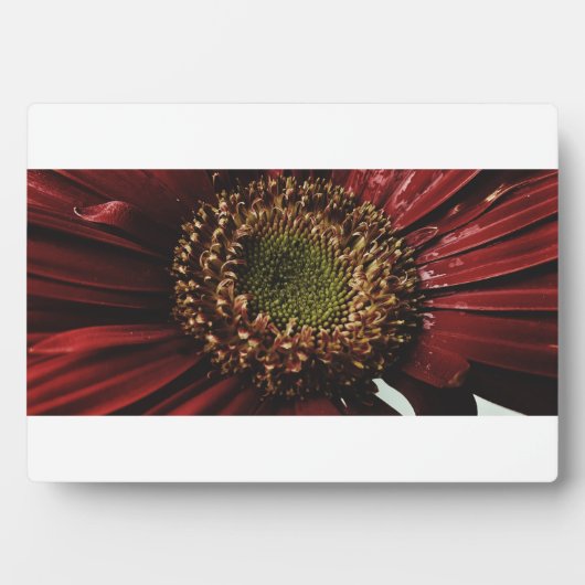 クリムゾン ゲルバ マクロ フォトプラーク (正面)