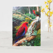 クリムゾン・ローゼルのカラー写真。 カード (黄色い花)