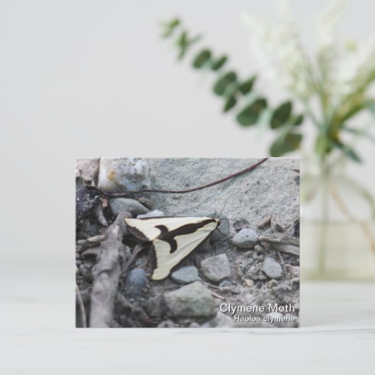 クリメネガ ポストカード (スタンド正面)