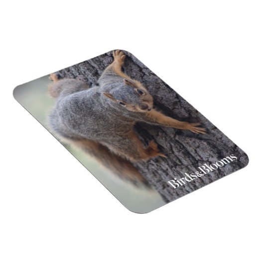 クリングリス マグネット (右側)