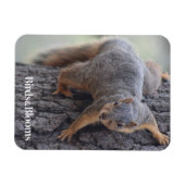 クリングリス マグネット (横)