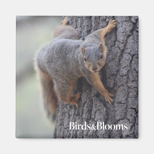 クリングリス マグネット (正面)