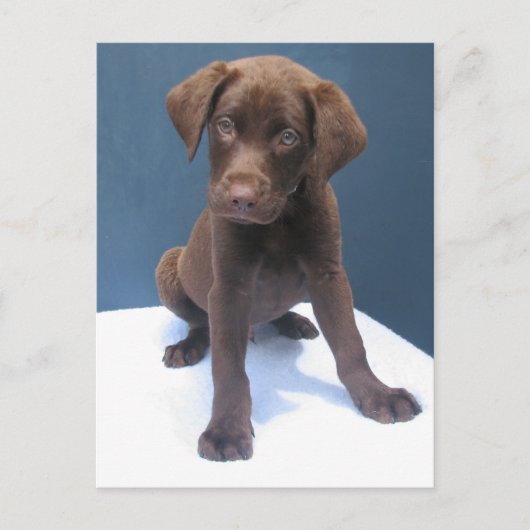 クリント ポストカード (正面)