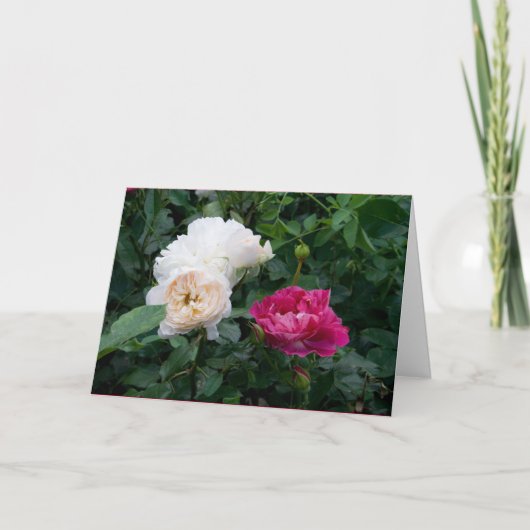 クリーエレガントムモダン・ピンクのバラの花が元気になる カード (正面)