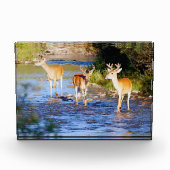 クリークの白い尾の3ドル フォトブロック (正面)