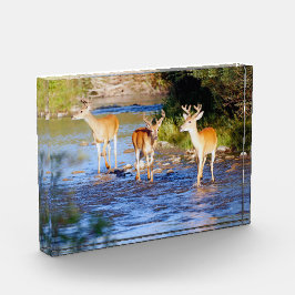 クリークの白い尾の3ドル フォトブロック