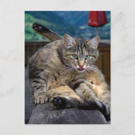 クリーニング中に邪魔される ポストカード (正面)