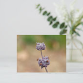 クリーブランドセージ ポストカード (スタンド正面)